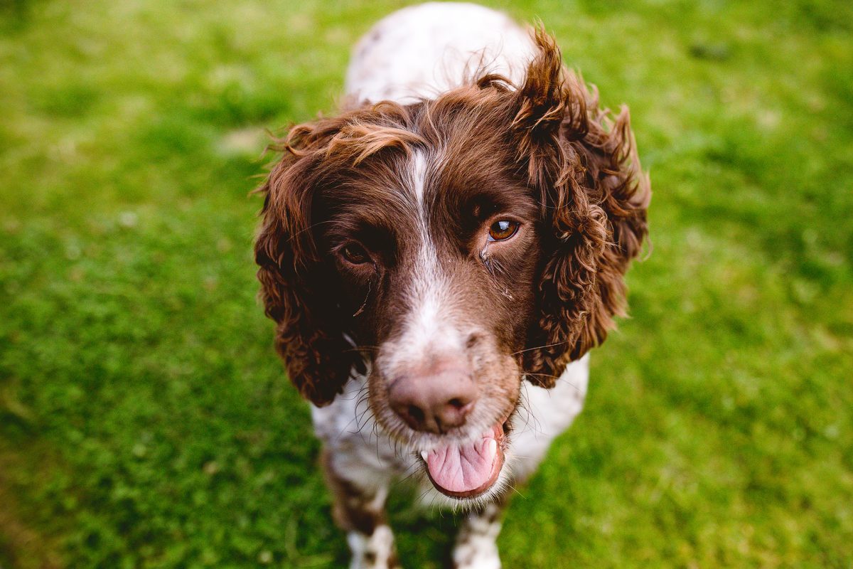 Sarah Bruce Photography Yorkshire Weddings Dogs at weddings