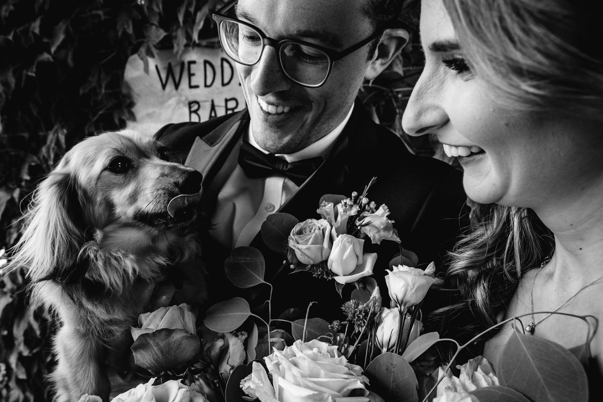 Sarah Bruce Photography Yorkshire Weddings Dogs at weddings