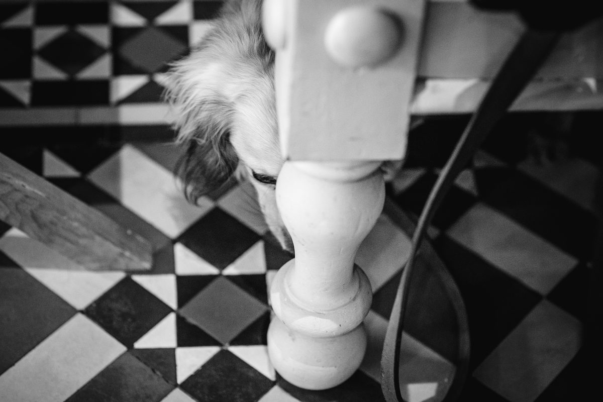 Sarah Bruce Photography Yorkshire Weddings Dogs at weddings