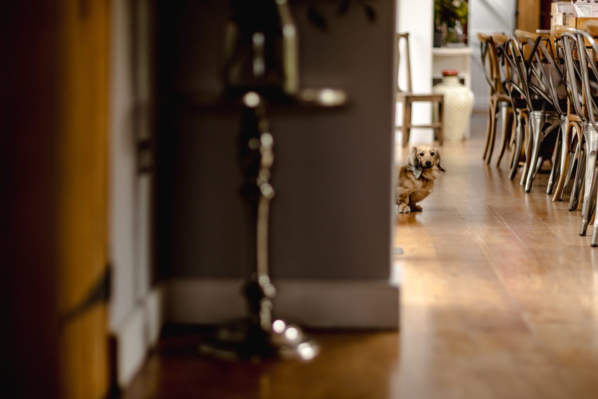 Sarah Bruce Photography Yorkshire Weddings Dogs at weddings