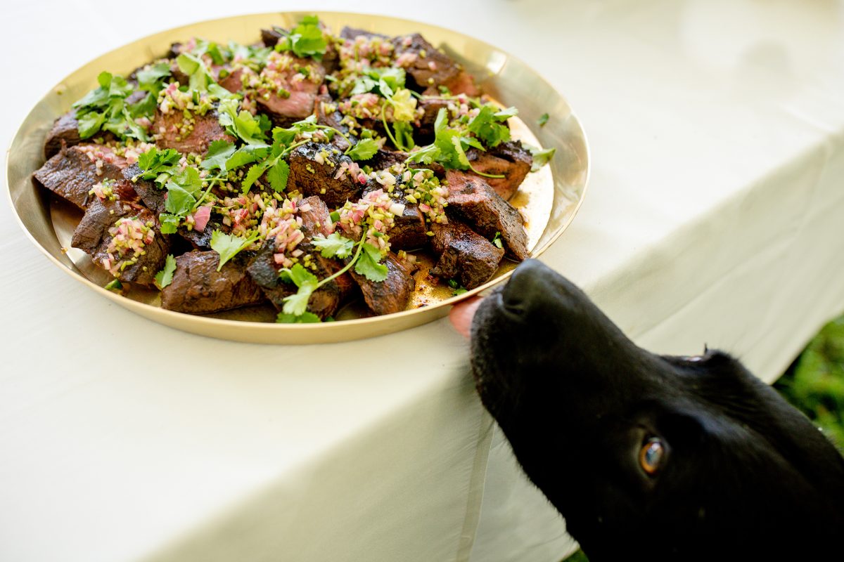 Sarah Bruce Photography Yorkshire Weddings Dogs at weddings