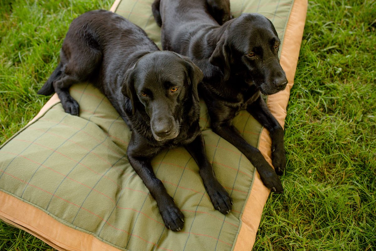 Sarah Bruce Photography Yorkshire Weddings Dogs at weddings